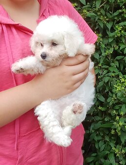 Bichon frise - bišonik - 4