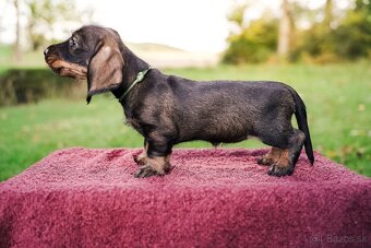 Jazvečik štandard hrubosrstý - 4