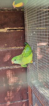 Papagáj nádherný-Baraband
bez kružka,,jar 2024 - 4