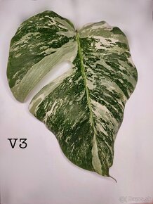Monstera odrezky - 4