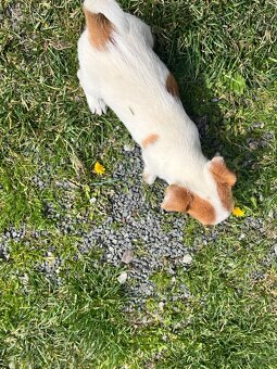 Jack Russel terier - 4