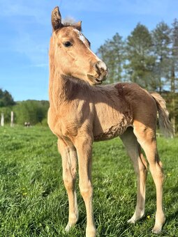 Palomino klisna American Quarter Horse, LTE rodiče i sestra - 4