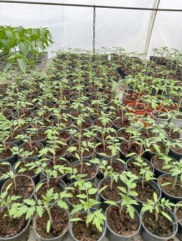 Planty na predaj - 4
