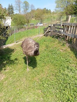 Emu hnedý - 4