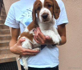 Welsh springerspaniel - 4