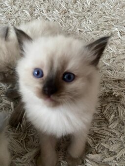 Ragdoll mačiatka predaj - 4