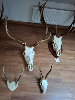Jelenie trofeje vystavne - 4