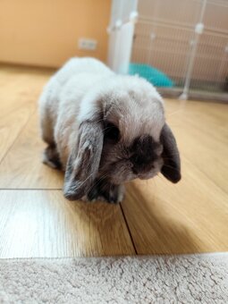Mini Lop králik - 4