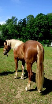 13 ročná kobyla Norik Muránsky a 2,5 ročný žrebec - 4