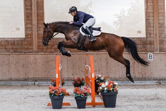 6letá klisna do sportu - 4