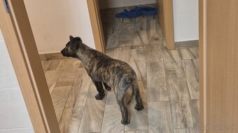 Holandsky ovciak - 4