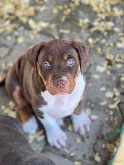 American bully xl/xxl s PP - 4