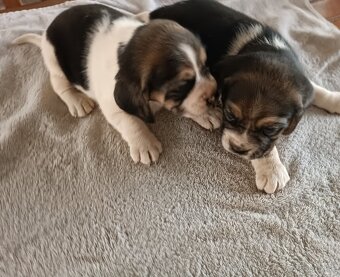 Bígl,Beagle, Bigl ,Bigel šteniatka - 4