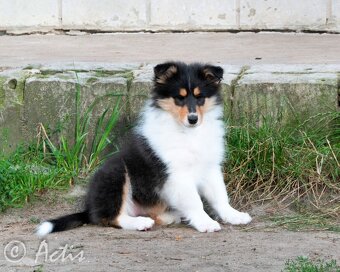 Kólia dlhosrstá s PP - 4