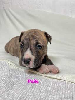 Americky Stafordšírský Terier šteniatka - 4