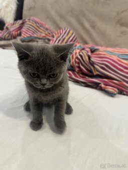 Mačiatko Britská Modrá - 4