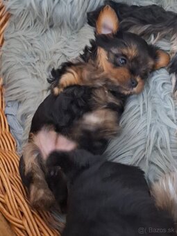 Yorkšhire,yorkšhirský terier - 4