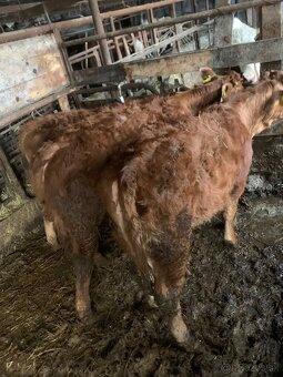 Predám teľatá S50L50, 6ks - 4