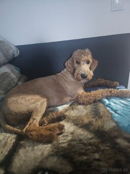 Predám Goldendoodle - 4