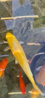 Koi kapre - 4