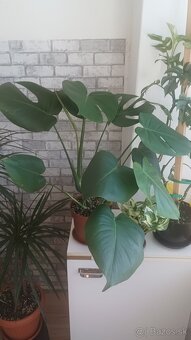 Monstera Deliciosa - 4