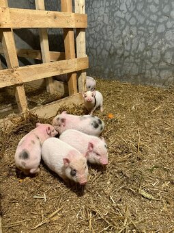 Predám čínske prasiatka - 4