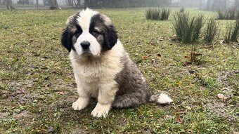 Šteňatá Moskovského strážneho psa - 4