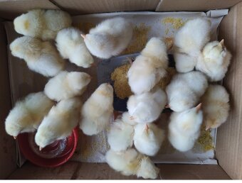 Nasadove vajíčka Leghorn - 4