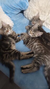 Maine Coon mačiatka - 4