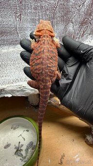 Agama bradatá – Hypo Zero(biela) a Half Monster (červená) - 4