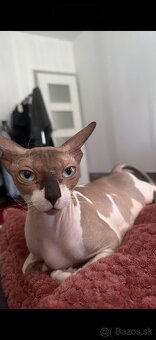 sphynx - 4