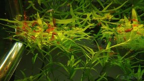 Krevetky, akvarijné rastlinky - 4