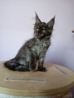 Maine Coon s PP - 4