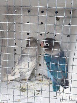 Predám agapornis - 4