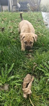 Šteniatka americky stafordšírsky terier - 4