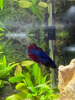 Darujem bojovnicu – samičku - 4