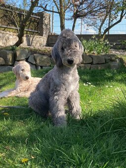 bedlington terrier - štěně - 4