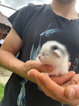 🐾 Darujem mačiatka 🐾 - 4