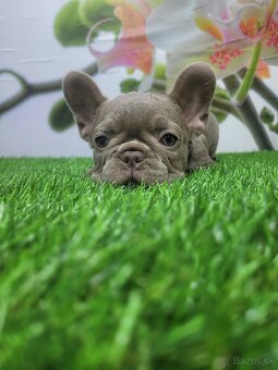 Francuzsky buldoček - 4