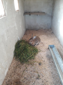 Predám králiky 2 samice 1 samec - 4