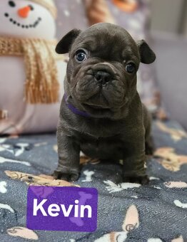 Francúzský buldoček - 4