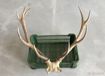 Trofeje jeleň daniel - 4