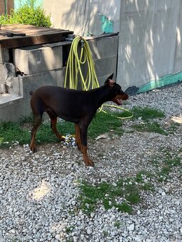 REZERVOVANÁ - Predám hnedú 6 mesačnú fenku Dobermana - 4