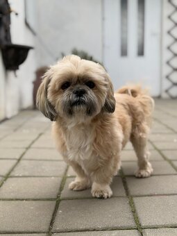 Krytie shi tzu - 4