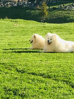 Samoyed FCI - 4