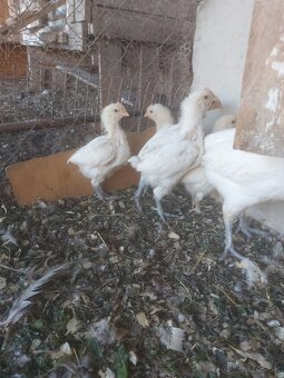 Orpington, amrox, bresse kurčatá - 4
