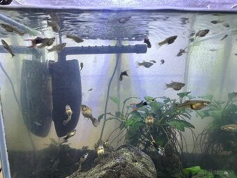 Živorodky Endlerky - 4