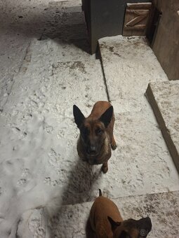 Belgicky ovčiak Malionis - 4