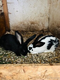 PREDÁM mladé 3,5 mesačne kraliky Nemecky obrovitý starkáč - 4