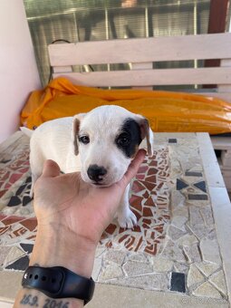 Jack russell tricolor - 4